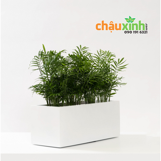Chậu Xinh