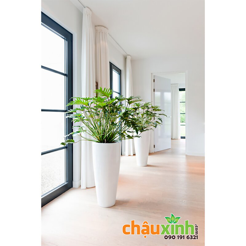 Chậu Xinh