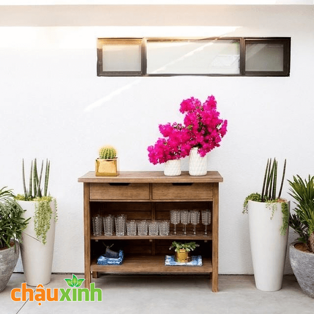 Chậu Xinh
