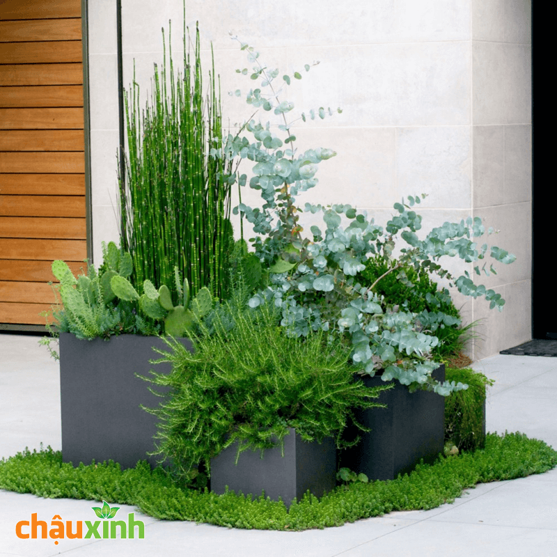 Chậu Xinh