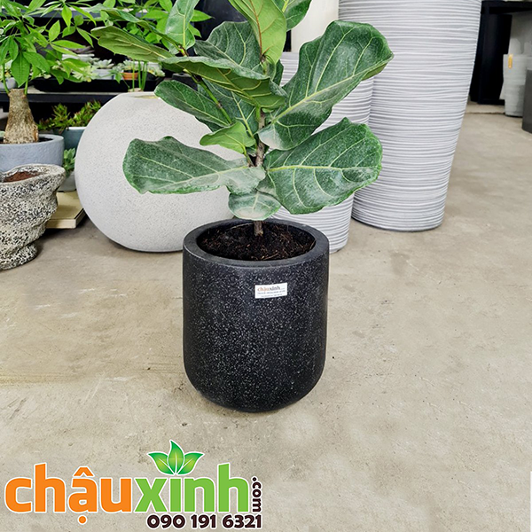 Chậu Xinh