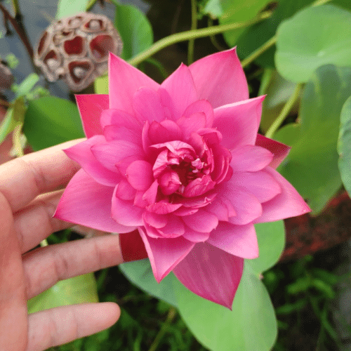 Chậu Xinh