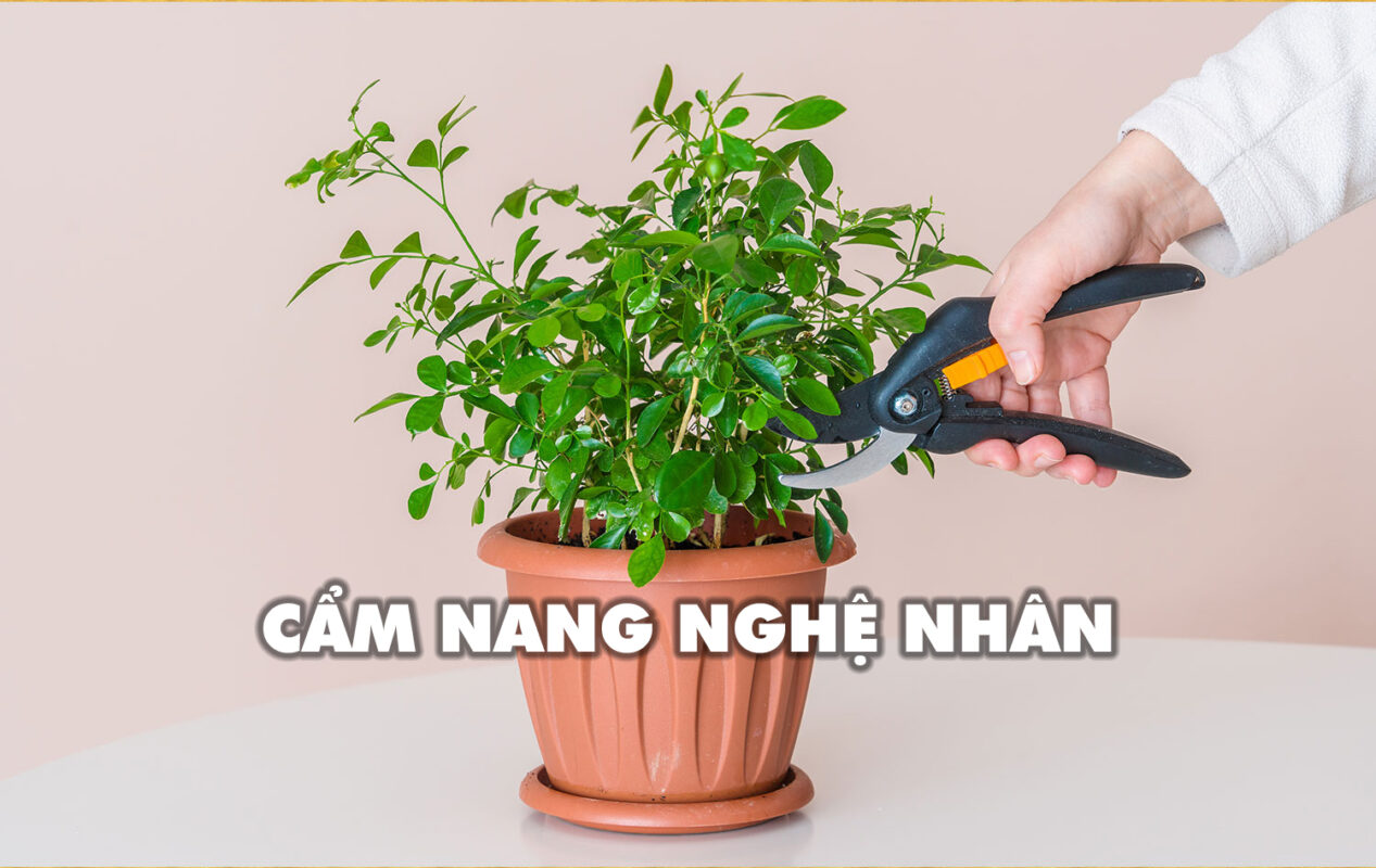 Chậu Xinh